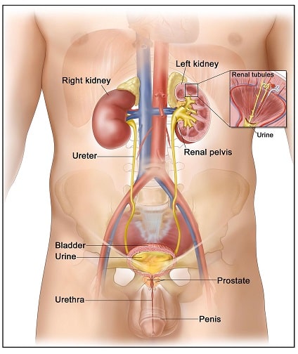 pembesaran prostat